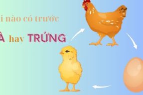 Đáp án câu hỏi con gà có trước hay quả trứng có trước