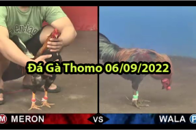 Đá gà Thomo – video mới nhất ngày 06/09/2022