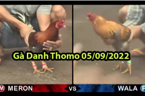 Clip Gà Danh Thomo ngày 05/09/2022