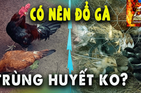 Hướng dẫn cách đổ gà trùng huyết hiệu quả