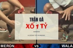 [Trận gà lớn ] Xổ hơn 1 TỶ – Anh Định 2940g vs Anh Mạnh 2900g