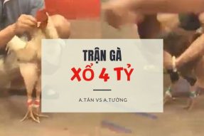 [Trận đá gà kinh điển] Xổ 4 TỶ đỉnh cao – A.Tân vs A Tường