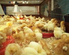 Cách phối thức ăn cho gà 1 tháng tuổi –  Chế độ cần lưu ý