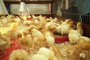 Cách phối thức ăn cho gà 1 tháng tuổi –  Chế độ cần lưu ý