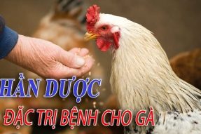 Các bài thuốc chữa bệnh cho gà bằng thuốc nam vô cùng hiệu quả