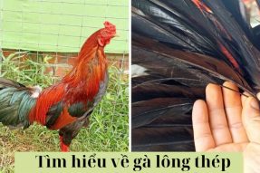 Tìm Hiểu Về Gà Lông Thép | Gà Lông Thép Đá Có Hay Không?