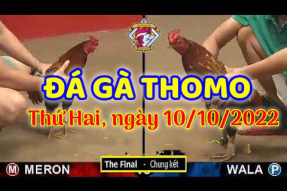 Clip đá gà Thomo hôm nay ngày 10/10/2022