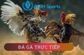 Đá gà 868H Sports – Nhà cái đá gà online uy tín nhất hiện nay