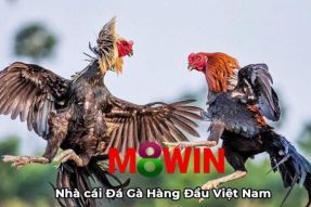 Đá gà M8win – Nhà cái đá gà online uy tín hàng đầu hiện nay