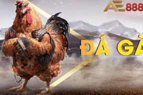 Đá gà AE888 casino nhà cái uy tín được nhiều anh em lựa chọn