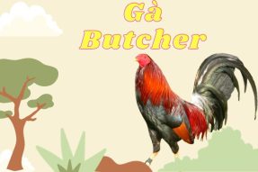 Tìm Hiểu Về Gà Butcher | Những Lưu Ý Khi Nuôi Gà Butcher