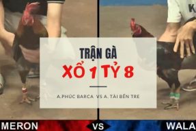 [Trận gà lớn ] Xổ 1 TỶ 8 – Anh Phúc Barca 3000g vs Anh Tài Bến Tre 3000g