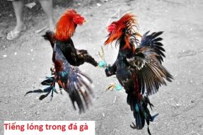 Những tiếng lóng trong đá gà dùng để chỉ các chiến kê