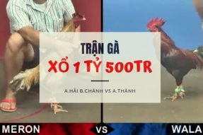 [Trận gà lớn ] Xổ 1 TỶ 500 – Anh Hải Bình Chánh vs Anh Thành