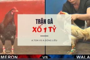 [Trận gà lớn ] Xổ 1 TỶ – Anh Ton và Anh Dũng Liều