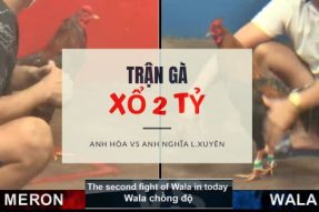 [Trận gà lớn ] Xổ 2 TỶ – Anh Hòa vs Anh Nghĩa L.Xuyên