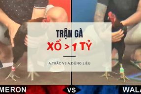 Trận gà xanh xổ trên 1 tỷ – A.Trắc 3100g vs A.Dũng Liều 3000g