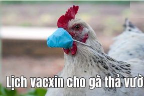 Tại sao phải tiêm vacxin cho gà thả vườn? Lịch tiêm vacxin