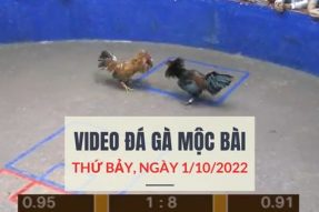 Tuyển chọn các video đá gà Mộc Bài ngày 01/10/2022