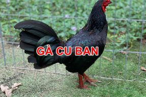 Gà Cuban – Chiến Kê Nổi Tiếng Đến Từ Philippine