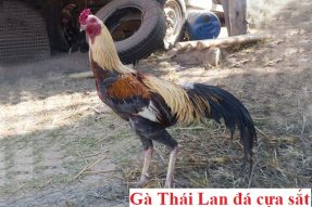 Gà thái đá cựa sắt – Đặc điểm và nguồn gốc xuất xứ