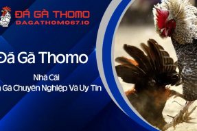 Đá gà Thomo – Trực tiếp đá gà hôm nay mới nhất có bình luận viên