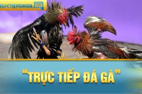 Tructiepdaga.video – Nhà Cái Trực Tuyến Uy Tín Hàng Đầu Việt Nam