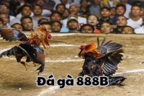 Đá Gà 888B – Kịch Tính, Sôi Động Từ Các Trường Gà Lớn