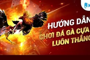 Đá Gà Jun88 – Trải Nghiệm Cuộc Chiến Của Các Thần Kê