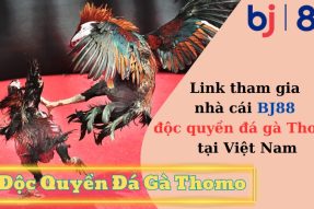 BJ88 – Link Vào Nhà Cái Độc Quyền Đá Gà Thomo Tại Việt Nam