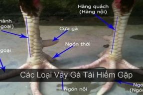 Xem vảy gà có hình minh họa – Top vảy phổ biến nhất