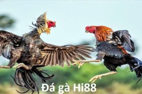 Đá Gà Hi88 – Sảnh Cược Hàng Đầu Từ Nhà Cái Uy Tín