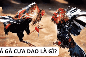 Đá gà cựa dao là gì? Kinh nghiệm chơi đá gà cựa dao bất bại