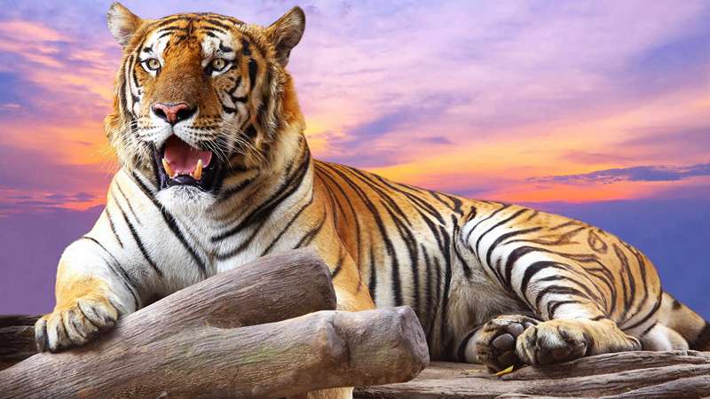 Giải mã cụ thể về từng giấc mơ thấy con hổ