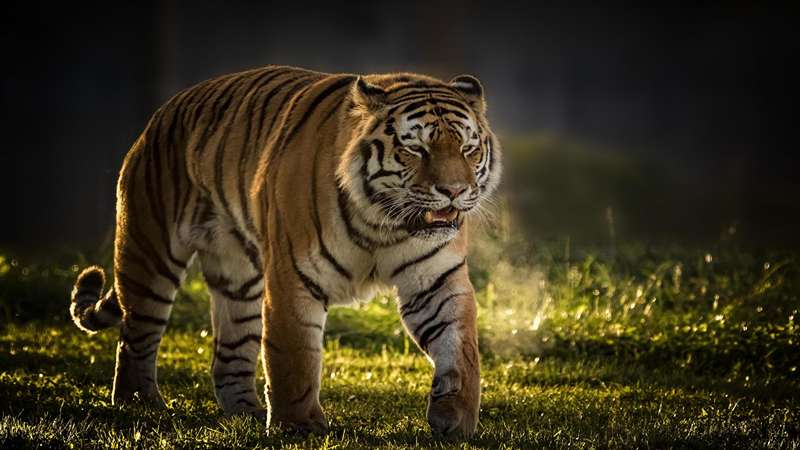 Ý nghĩa về hình ảnh con hổ chi tiết nhất