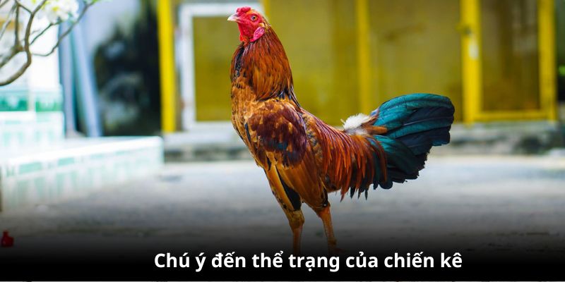 Chú ý đến thể trạng của chiến kê trước khi chọn ngày đi đấu