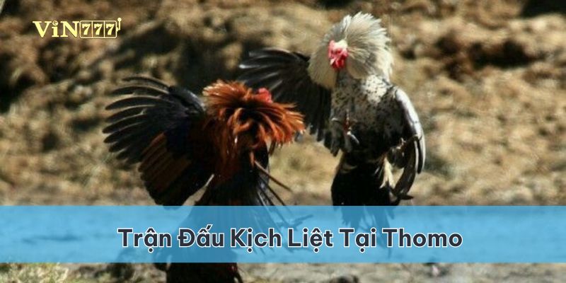 Đá gà Thomo tập trung những trận đấu đầy kịch liệt