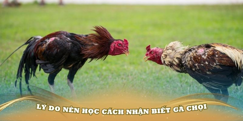 Lý do mọi người nên học cách nhận biết gà chọi hay