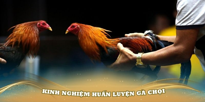 Những kinh nghiệm huấn luyện gà chọi hay nhất bạn cần biết