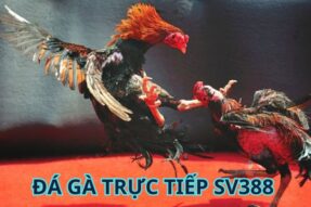 Đá gà trực tiếp SV388 – Kịch tích, hấp dẫn, đầy mê hoặc