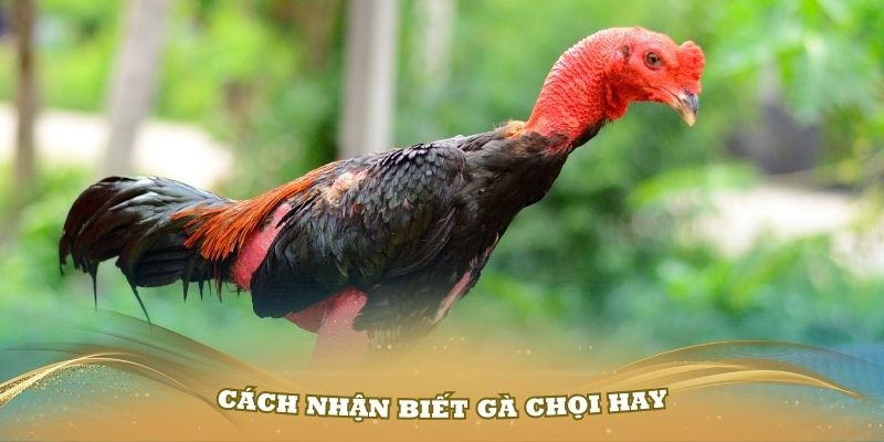 Một số cách nhận biết gà chọi hay bạn cần nắm