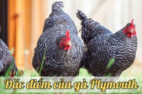 Khám phá bí mật nuôi gà Plymouth khỏe mạnh, sinh sản cao
